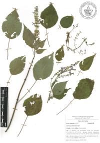 Salvia polystachia image