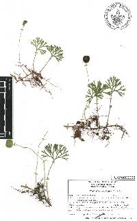 Elaphoglossum peltatum image