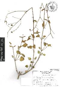 Mirabilis glabrifolia image