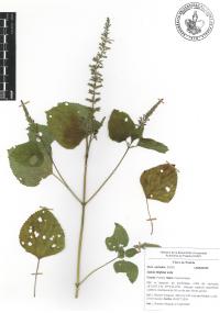 Salvia tiliifolia image