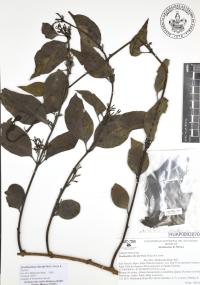 Struthanthus ibe-dzi image