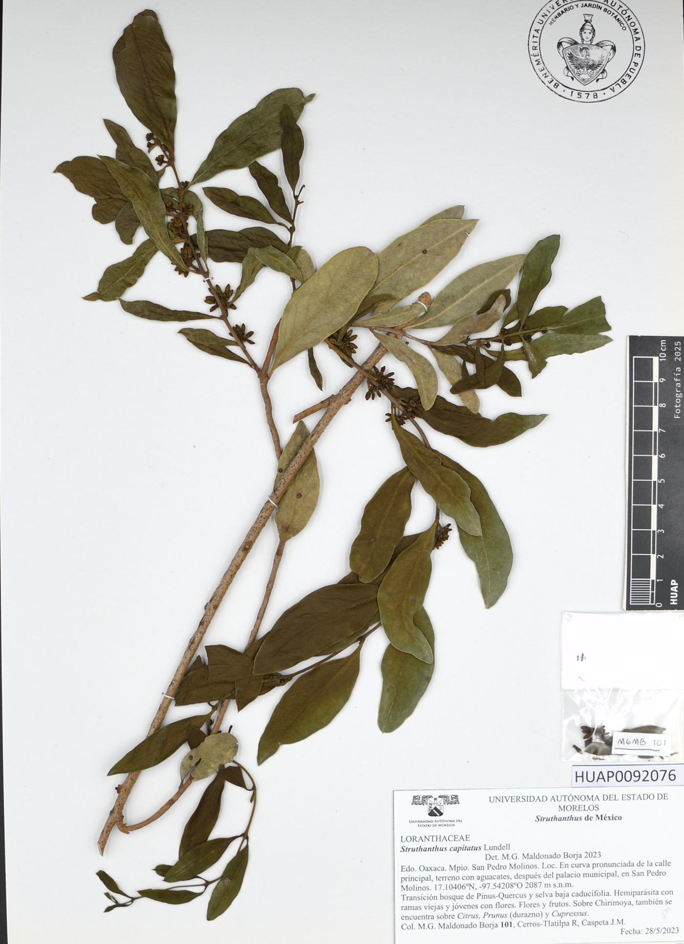 Struthanthus capitatus image