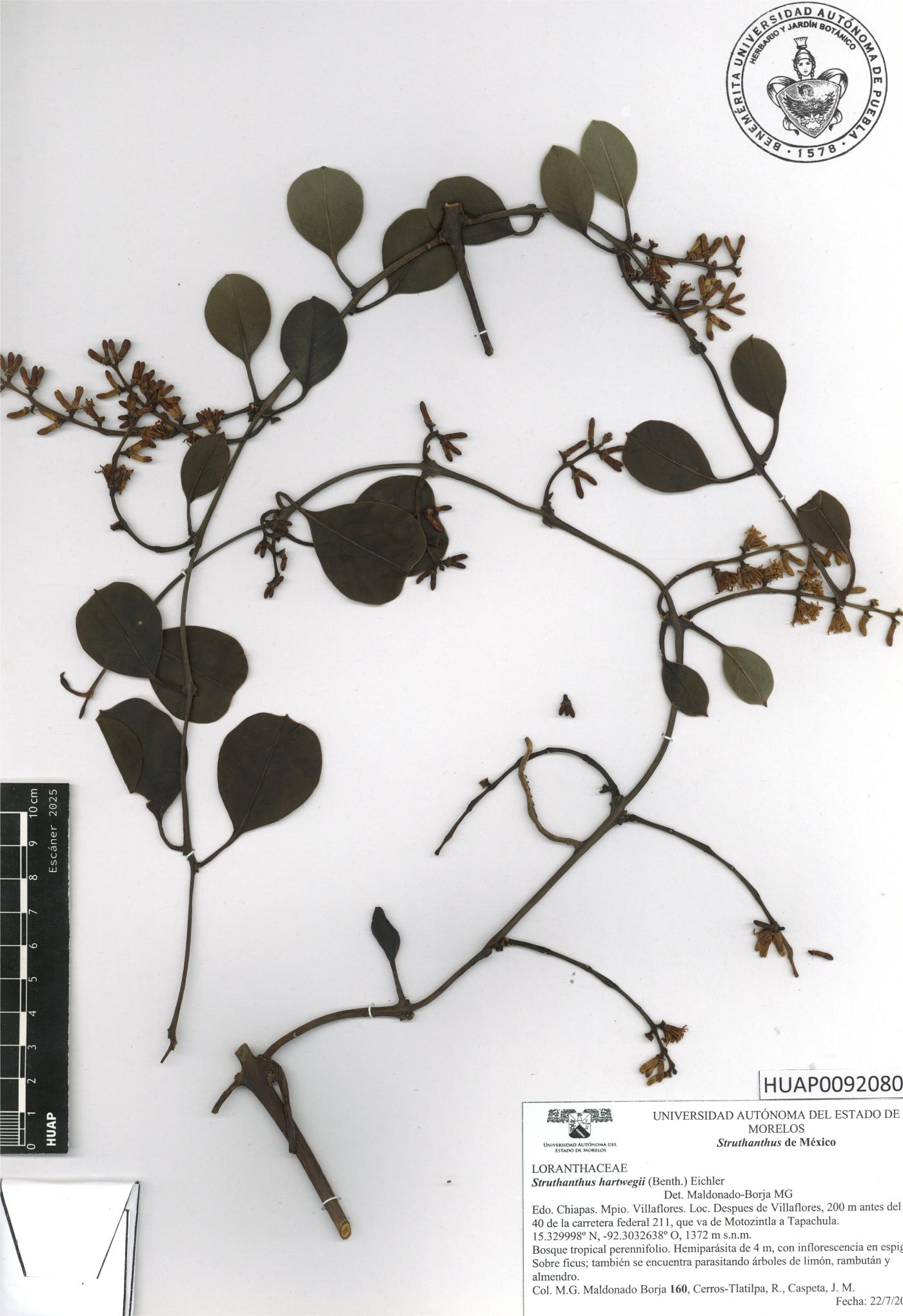 Struthanthus hartwegii image