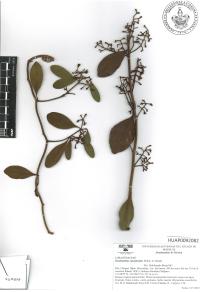 Struthanthus cassythoides image