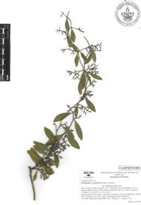 Struthanthus cassythoides image