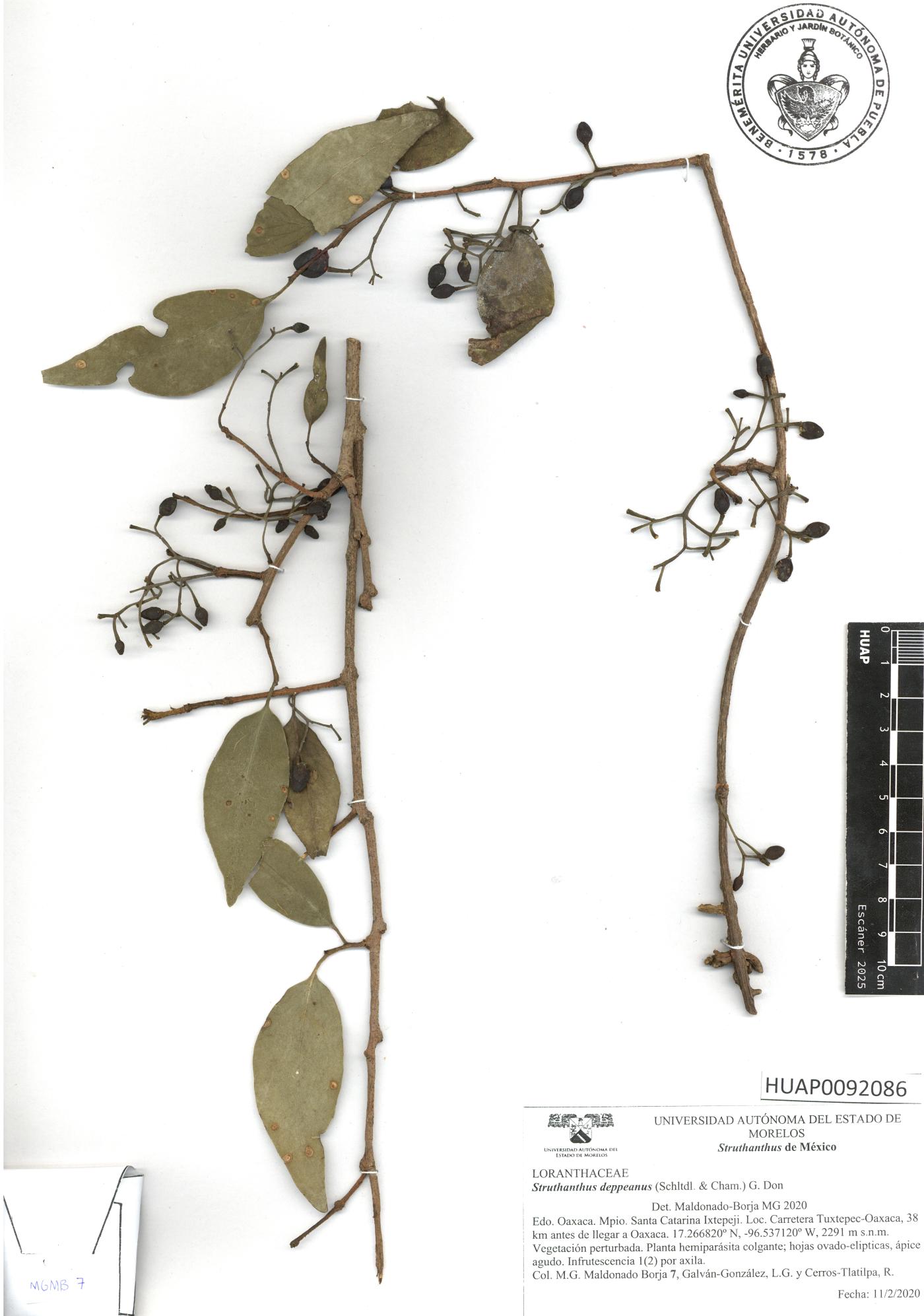 Struthanthus deppeanus image