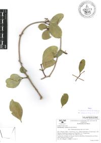 Struthanthus venetus image