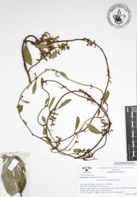 Struthanthus venetus image