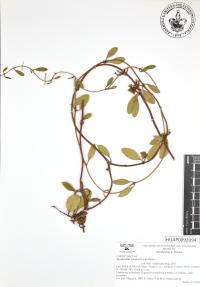 Struthanthus venetus image