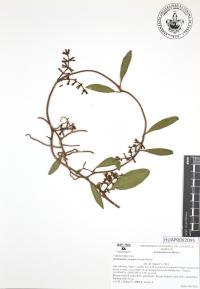 Struthanthus venetus image