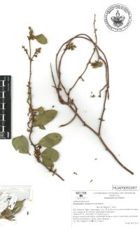 Struthanthus venetus image