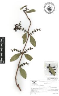 Struthanthus venetus image