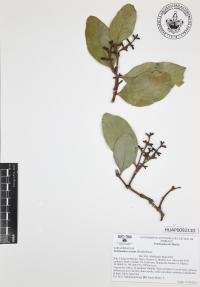 Struthanthus venetus image