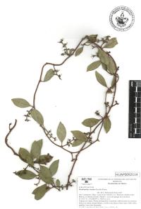Struthanthus venetus image