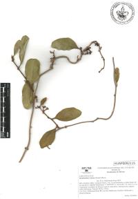 Struthanthus venetus image