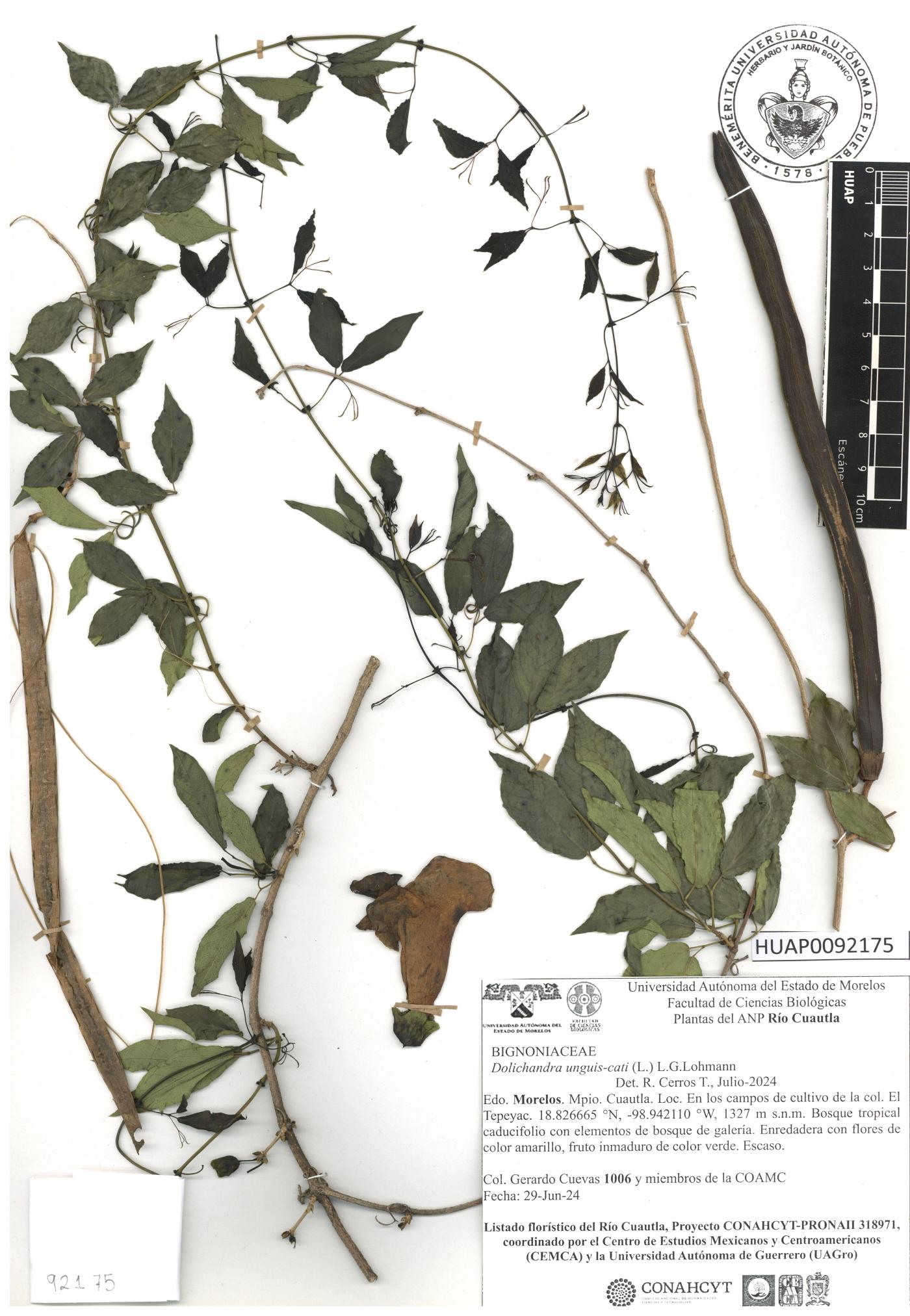 Dolichandra unguis-cati image