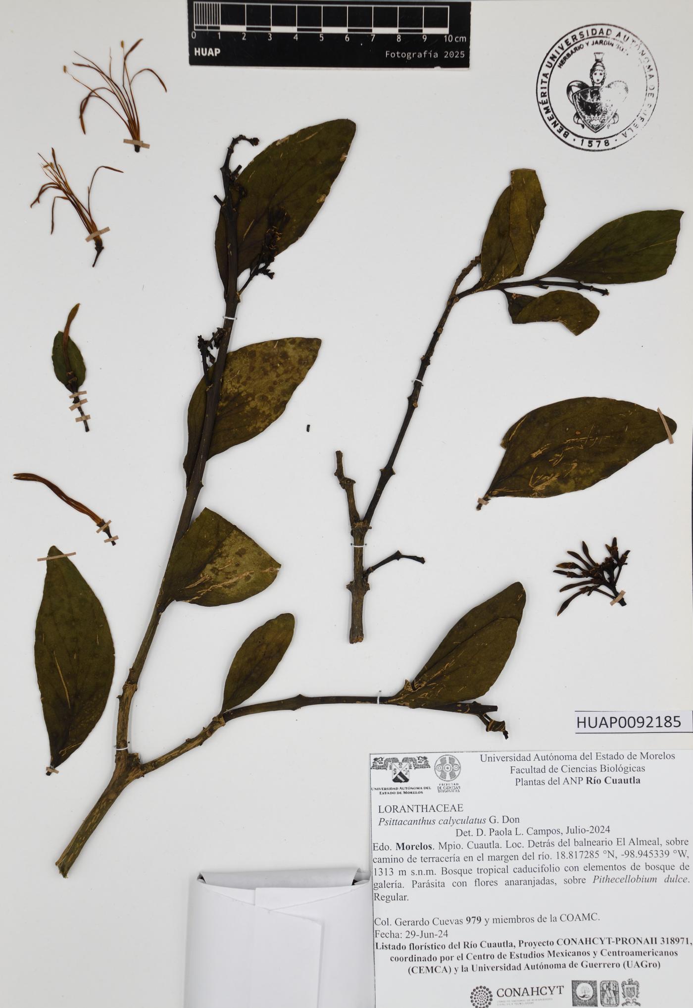Psittacanthus calyculatus image
