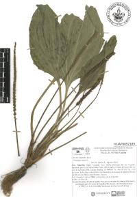 Plantago major image
