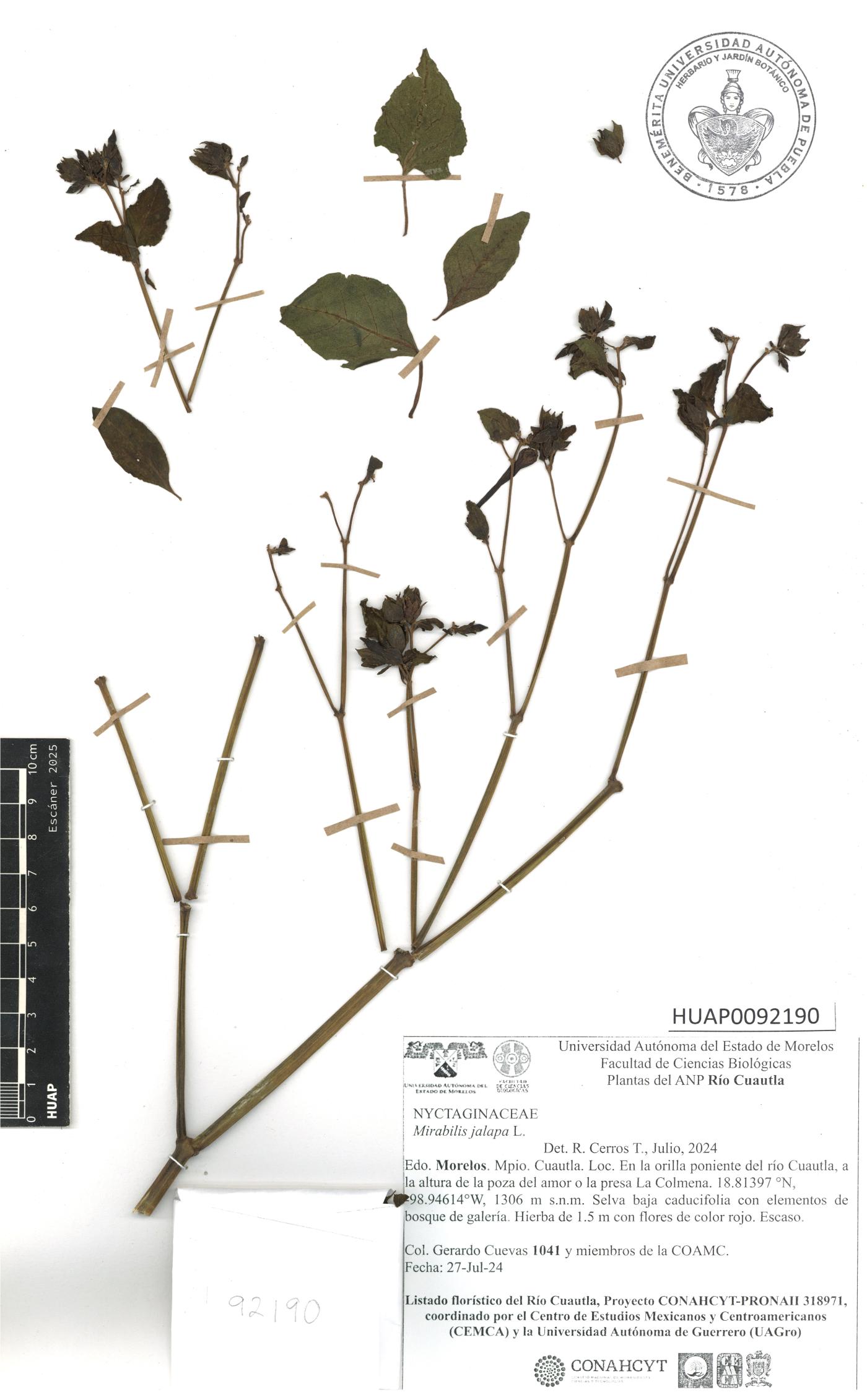 Mirabilis jalapa image