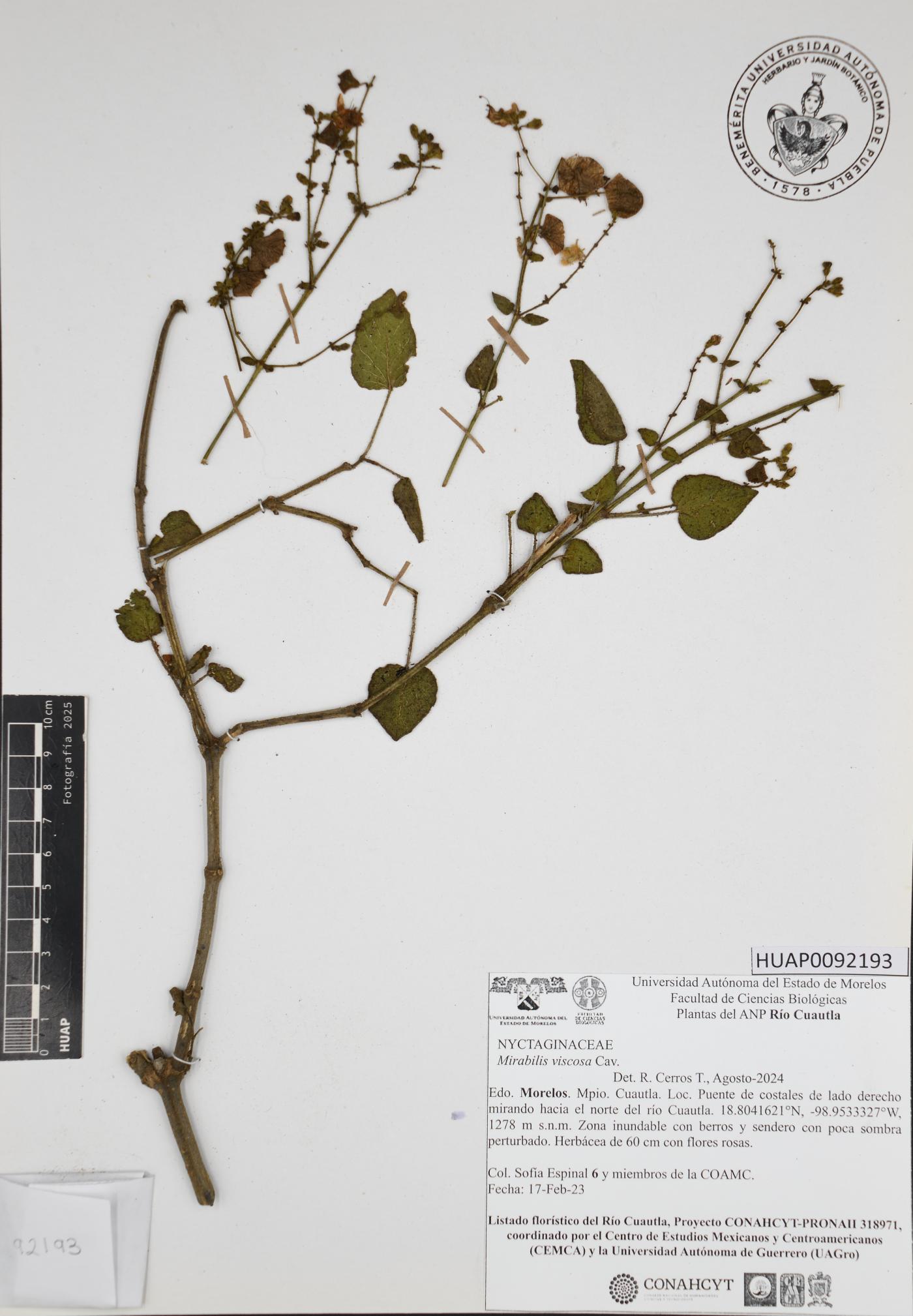 Mirabilis viscosa image