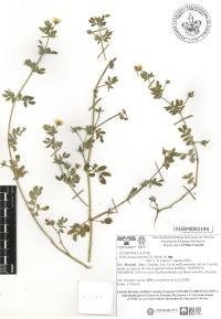 Kallstroemia maxima image