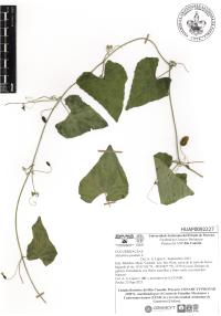 Melothria pendula image