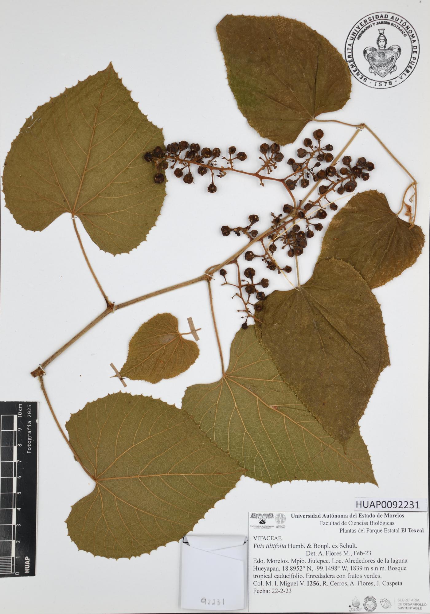 Vitis tiliifolia image