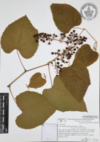 Vitis tiliifolia image