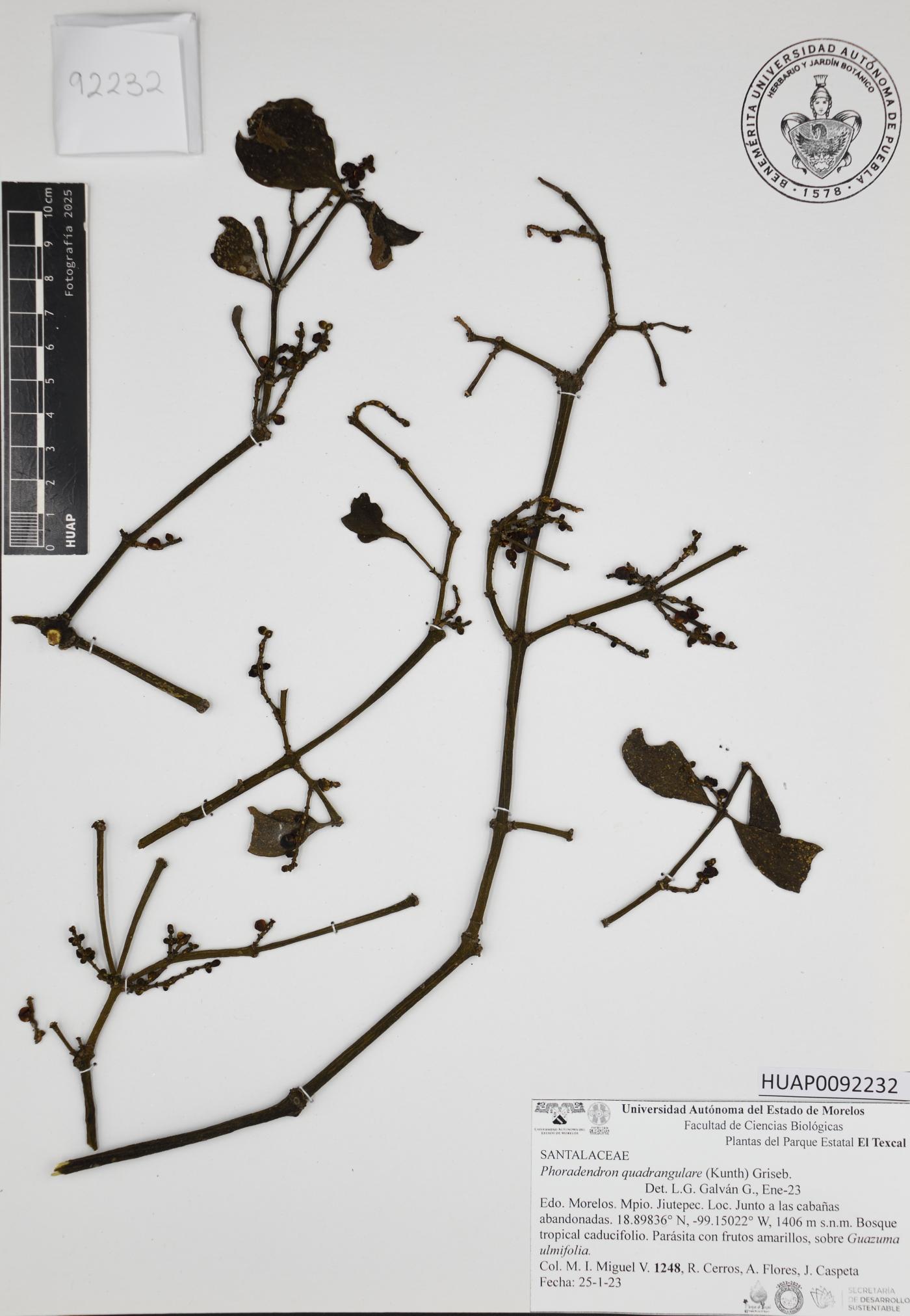 Phoradendron quadrangulare image