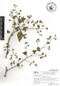 Salpianthus purpurascens image