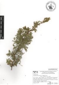 Vachellia farnesiana image