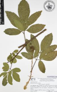 Serjania mexicana image