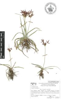 Cyperus rotundus image