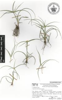 Cyperus seslerioides image