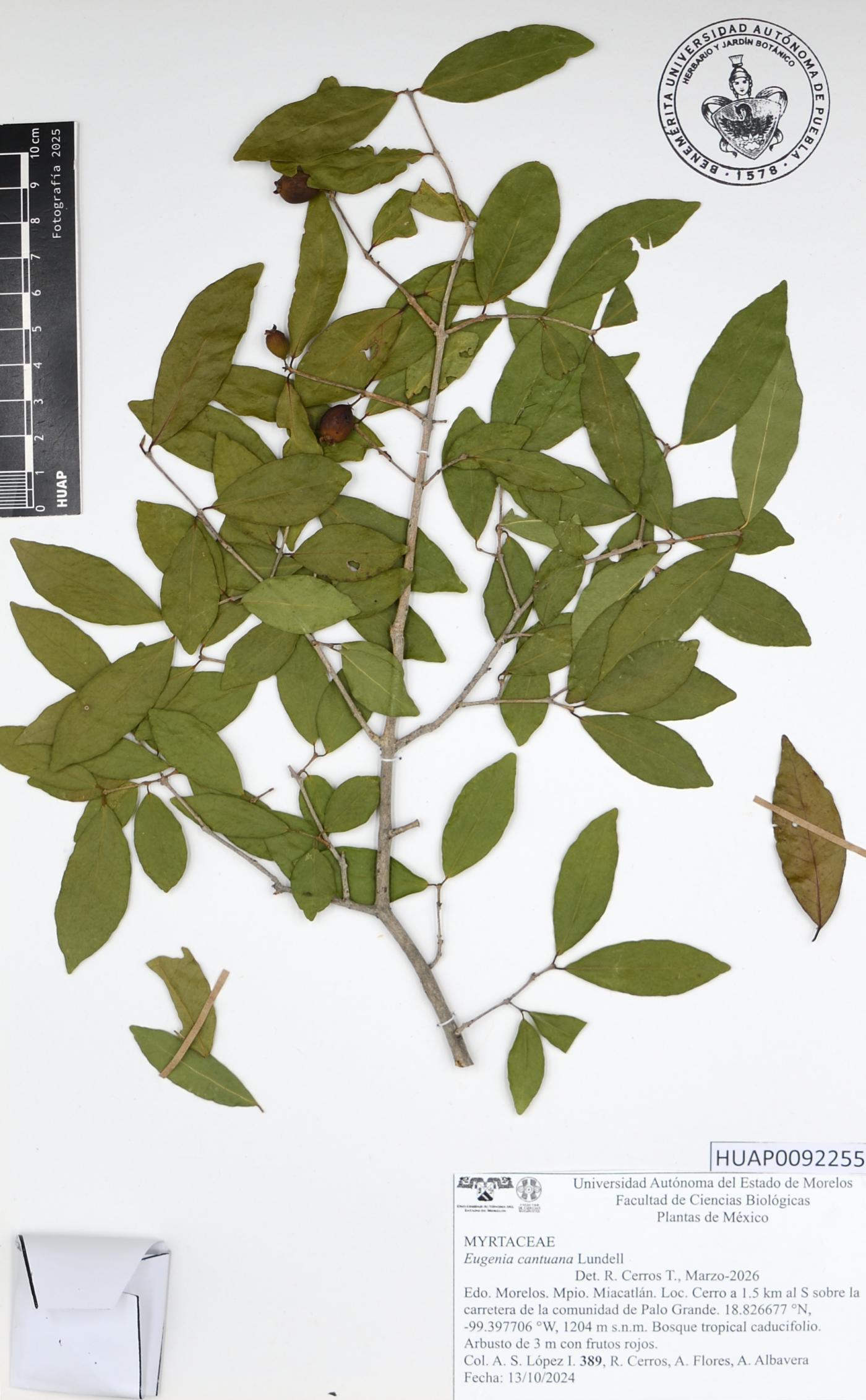 Eugenia cantuana image