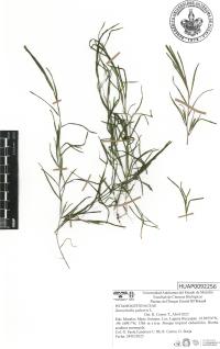 Zannichellia palustris image