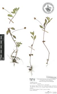 Phyla nodiflora image