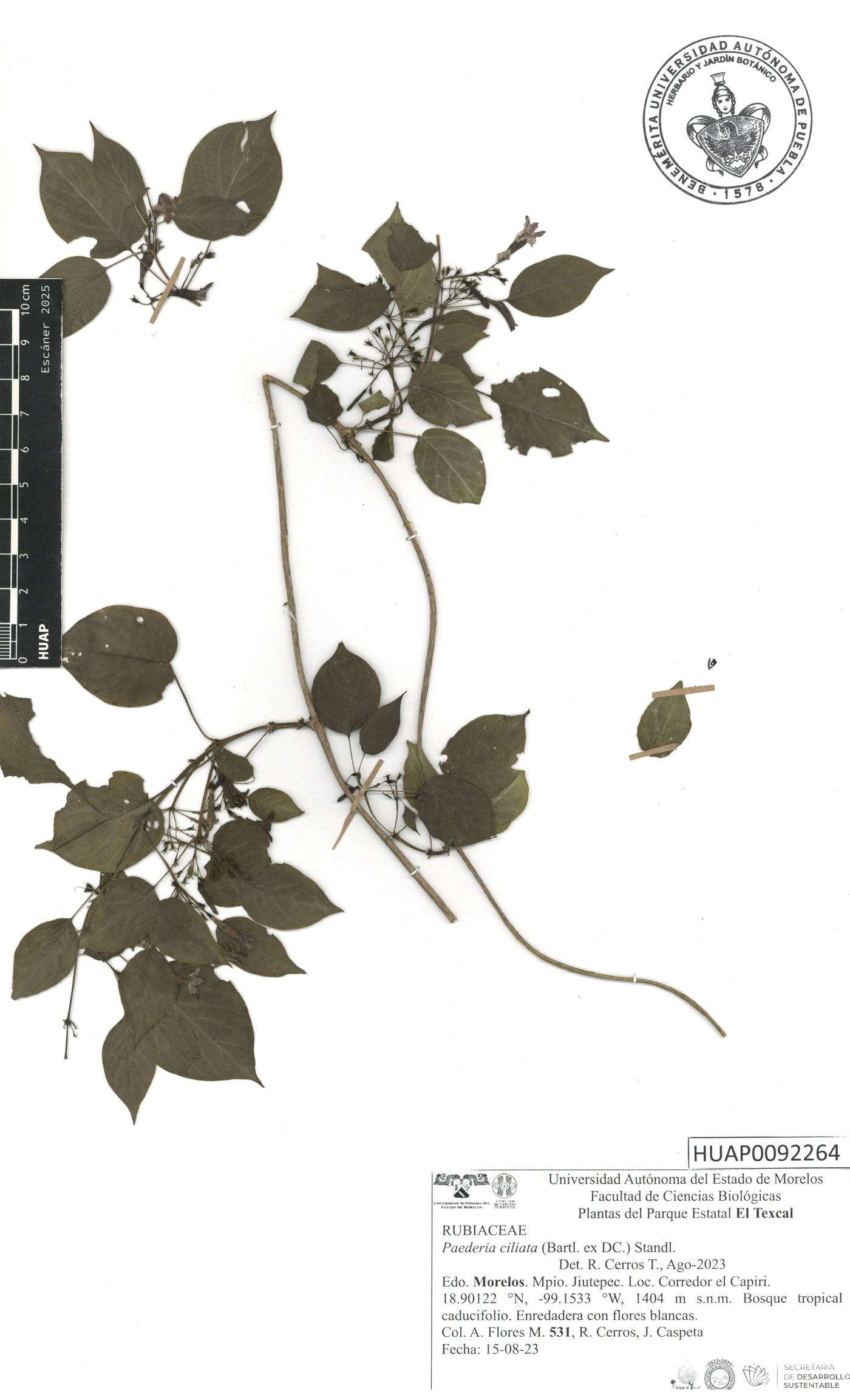 Paederia ciliata image