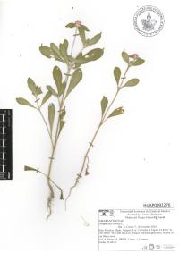 Gomphrena serrata image
