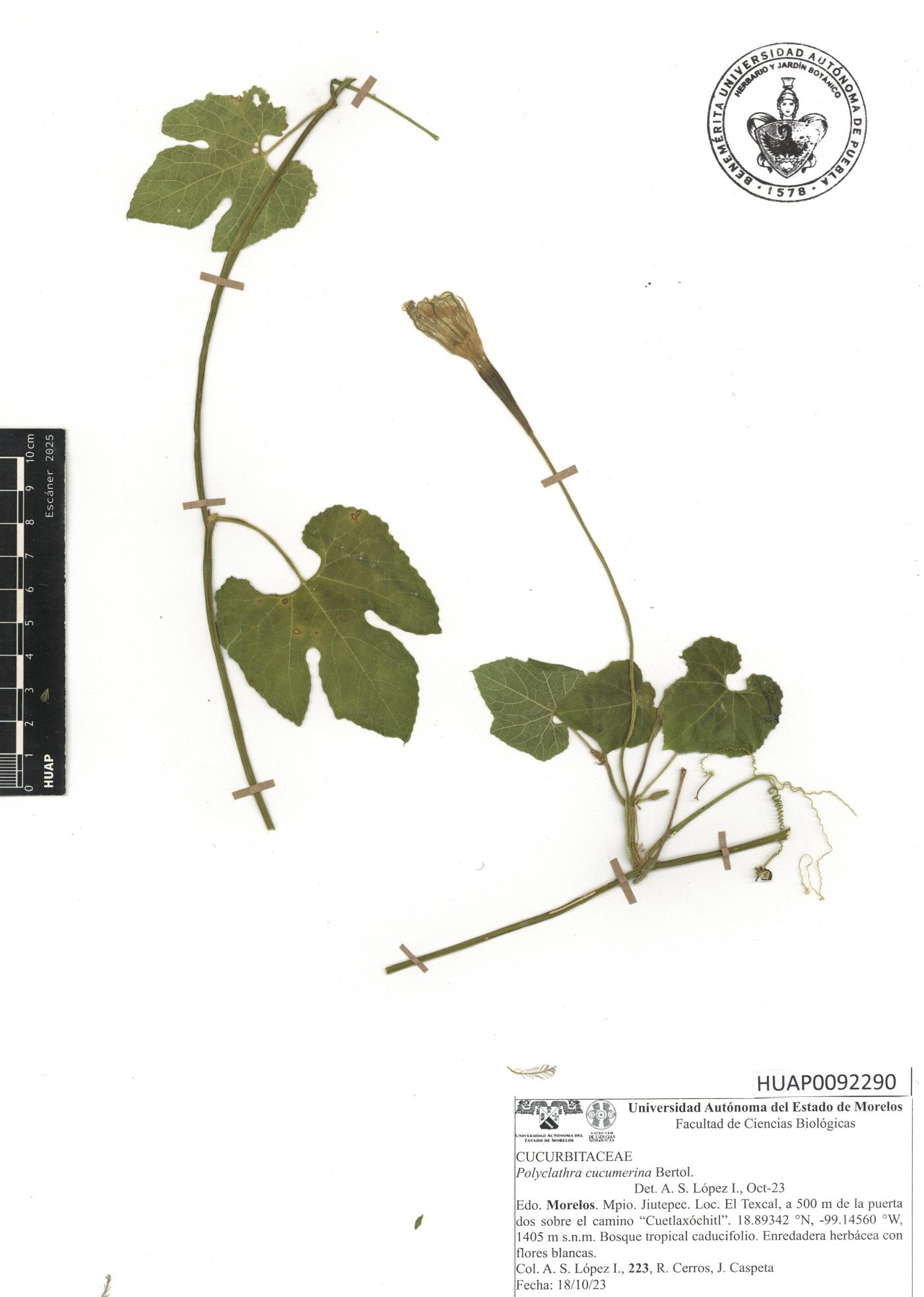 Polyclathra cucumerina image