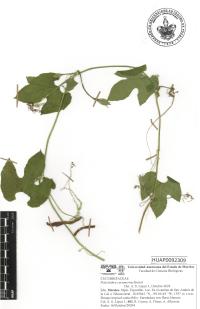 Polyclathra cucumerina image