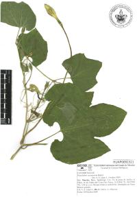 Polyclathra cucumerina image