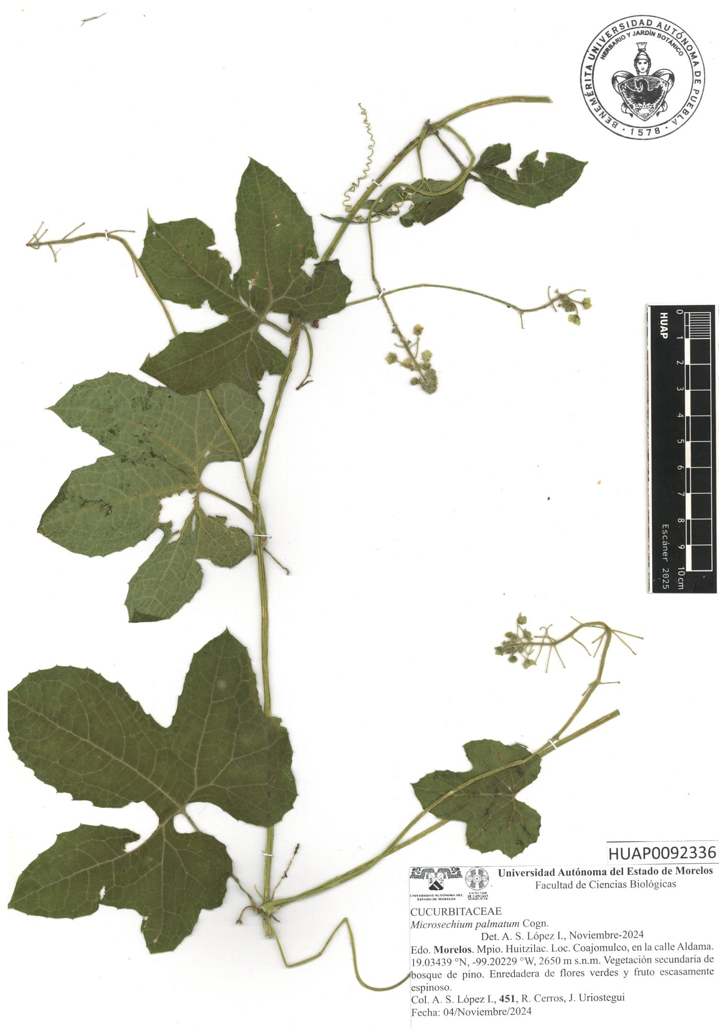 Microsechium palmatum image