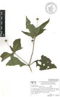 Melampodium divaricatum image