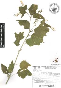 Rivina humilis image
