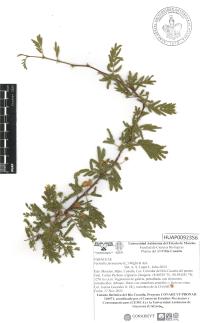 Vachellia farnesiana image