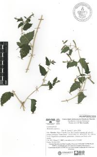 Mentzelia aspera image