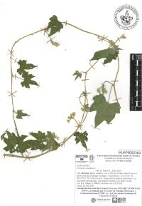 Gronovia scandens image