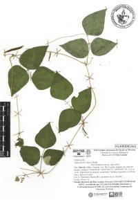 Vigna luteola image