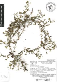 Mecardonia procumbens image
